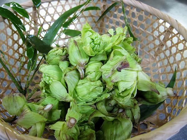 ふきのとう入荷しました。